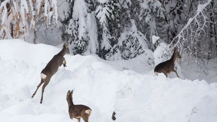Der Winter hat derzeit Osttirol und Oberkärnten fest im Griff.