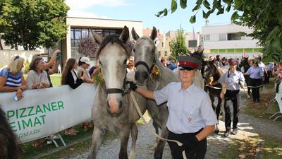 In Maria Lankowitz wurden die Pferde erst geschmückt und dann vor dem Schloss gesegnet