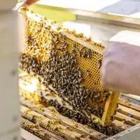 In der Gemeinde Mölbling gibt es einen Zuschuss für Bienenhalter