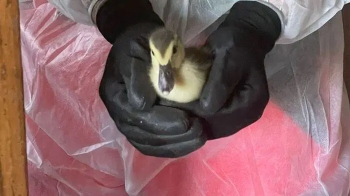 Unter katastrophalen Umständen wurden Mittwochfrüh Gänse, Hühner und Enten in Gutenberg-Stenzengreith gefunden.