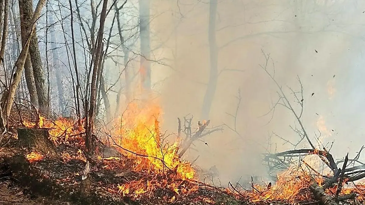 ABD0005_20220322 - RAMSAU - ÖSTERREICH: ++ HANDOUT ++ ZU APA0122 VOM 22.3.2022 - Rund 70 Feuerwehrmitglieder sind am Montag, 21. März 2022, bei einem Waldbrand in Ramsau (Bezirk Lilienfeld) im Einsatz gestanden. Ein Wanderer hatte Rauch bemerkt und die Helfer verständigt, teilte das Bezirkskommando in einer Aussendung mit. Eine Fläche von sechs Hektar stand in Flammen, aufgrund des starken Windes drohte sich das Feuer weiter auszubreiten. Nach rund vier Stunden wurde "Brand aus" gegeben. - FOTO: APA/BFKDO LILIENFELD - ++ WIR WEISEN AUSDRÜCKLICH DARAUF HIN, DASS EINE VERWENDUNG DES BILDES AUS MEDIEN- UND/ODER URHEBERRECHTLICHEN GRÜNDEN AUSSCHLIESSLICH IM ZUSAMMENHANG MIT DEM ANGEFÜHRTEN ZWECK UND REDAKTIONELL ERFOLGEN DARF - VOLLSTÄNDIGE COPYRIGHTNENNUNG VERPFLICHTEND ++