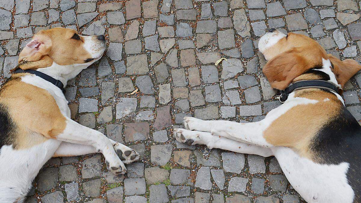 Tiere brauchen dringend kühle Plätze