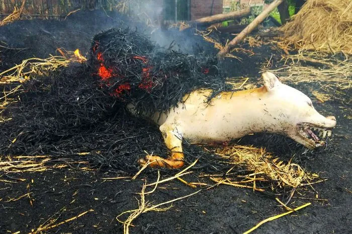 Im Jahr des Schweins nach chinesischem Horoskop werde ja auch Schweinefleisch und im Jahr des Hahns Hühnerfleisch gegessen, meint Chen.