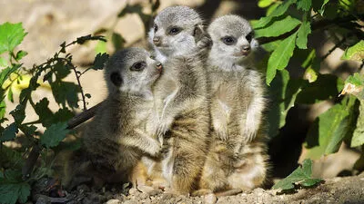 Der Erdmännchen Nachwuchs erkundet sein Territorium 