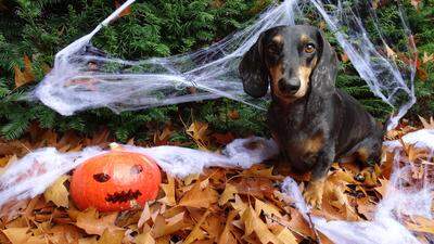 Auch Haustiere finden Halloween zum Gruseln - und richtig stressig