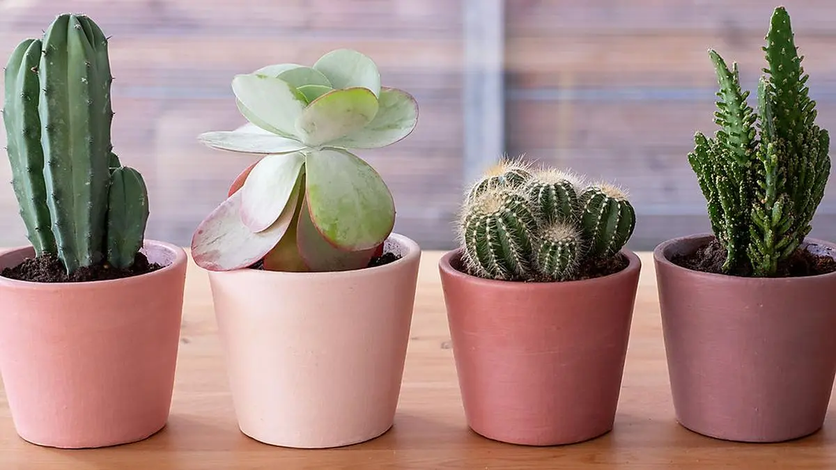 Sie lassen sich fast überall unterbringen: Minikakteen. 