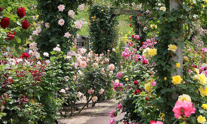 Rosen: Blütenpracht im Garten