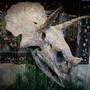 Triceratops-Schädel wird versteigert | So sieht „Baby Jane“ aus