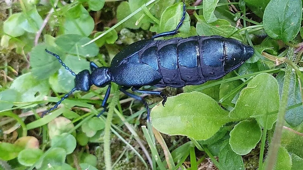 Der tödliche Schwarzblaue Ölkäfer wurde in der Südsteiermark gesichtet