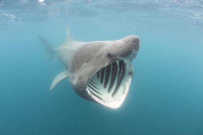 Mit weit geöffnetem Maul schwimmt der Riesenhai durchs Meer