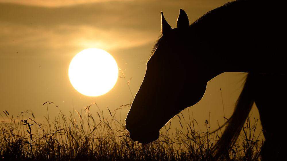 Weil Pferde  beim Grasen die Nase ja tief am Boden haben, reagieren sie auch auf Gräser oft allergisch