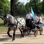 Noriker sind beliebte Kutschenpferde