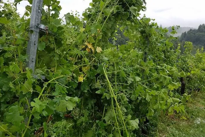 Schäden an Wein auch in Leutschach