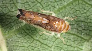 Die Amerikanische Rebzikade bedroht den steirischen Weinbau 