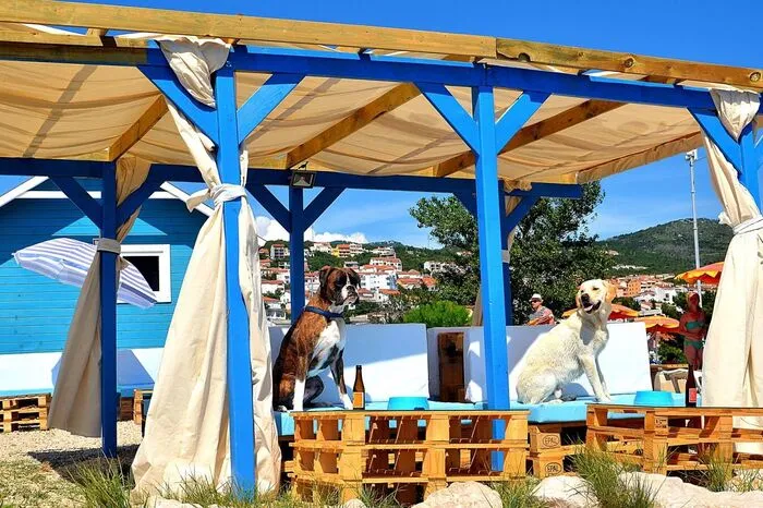 Die tierischen Lieblinge werden dort bestens versorgt: Nach einem erfrischenden Bad in der Adria, können Hunde sich am Kiesstrand abduschen, bevor es an die Hundebar geht. Die Hundebar bietet köstliche Erfrischungen wie Kräutertee, belgisches Hundebier (0%) und Snacks wie Eis und Kuchenfür die treuen Begleiter.