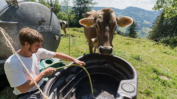 Almauftrieb in Österreich. Die Unesco hat den Almauf- und abtrieb in Österreich sowie den Alpinismus auf die Liste des immateriellen Kulturerbes der Menschheit aufgenommen. Vor allem Kühe, Ziegen und Schafe würden abhängig von der Jahreszeit von Weidefläche zu Weidefläche getrieben, erklärte die Unesco. Bei der Wanderweidewirtschaft würden teilweise sehr lange Strecken auf festen Routen zurückgelegt. Dies forme Landschaften und verbinde Gemeinschaften.
