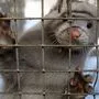 Norwegen will Pelzfarmen abschaffen