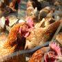 Für Zehntausende Hühner herrscht Stallpflicht