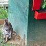 Das Känguru war aus Zotters Tiergarten in Bergl ausgebüxt
