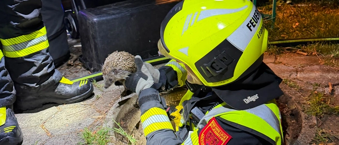 Helfer der Feuerwehr haben einen Igel aus einem Kanalrohr befreit