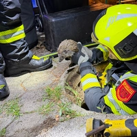 Helfer der Feuerwehr haben einen Igel aus einem Kanalrohr befreit