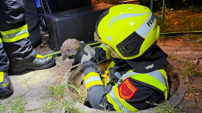 Helfer der Feuerwehr haben einen Igel aus einem Kanalrohr befreit