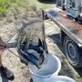 In der Gail werden Fische von regionalen Züchtern eingesetzt