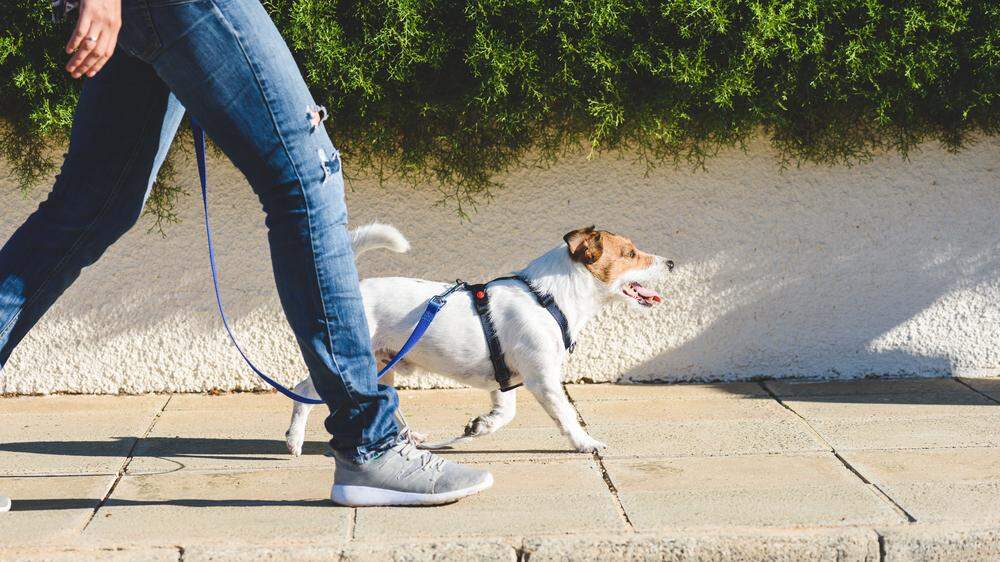 Klarer Vorteil für Hundebesitzer: Sie kommen schnell einmal auf ein paar Spaziergänge pro Tag 
