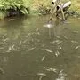 Die toten Fische trieben an der Wasseroberfläche 