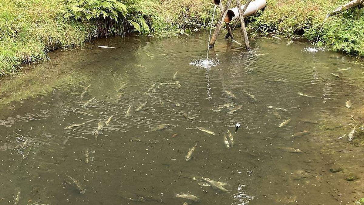 Die toten Fische trieben an der Wasseroberfläche 