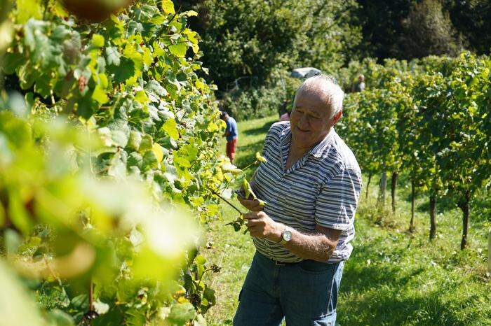 Senior Johann Tinnauer steht noch täglich im Weingarten: "Das ist keine Arbeit, das ist Leidenschaft"