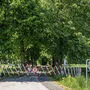 Die Lindenallee in Rosegg ist sowohl von der Baumpracht als auch von ihrer Historie her einmalig 