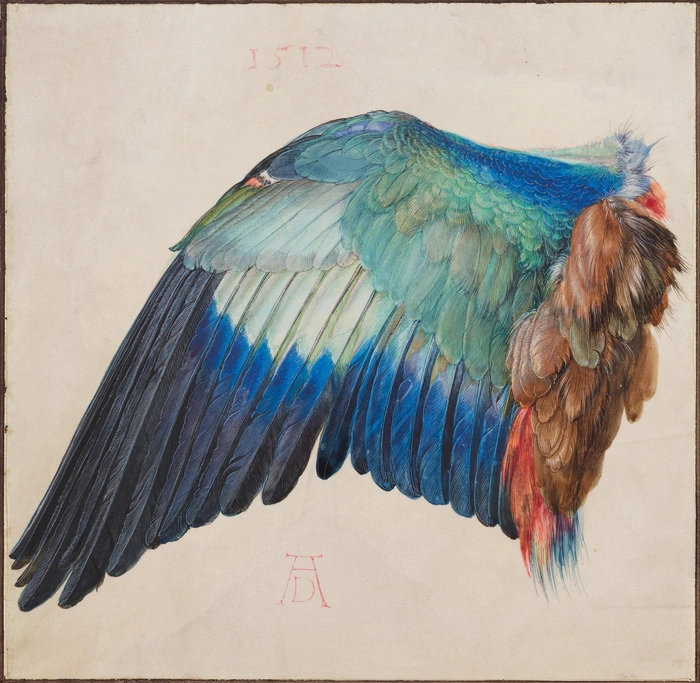 Albrecht Dürer, Der Flügel einer Blauracke, um 1500