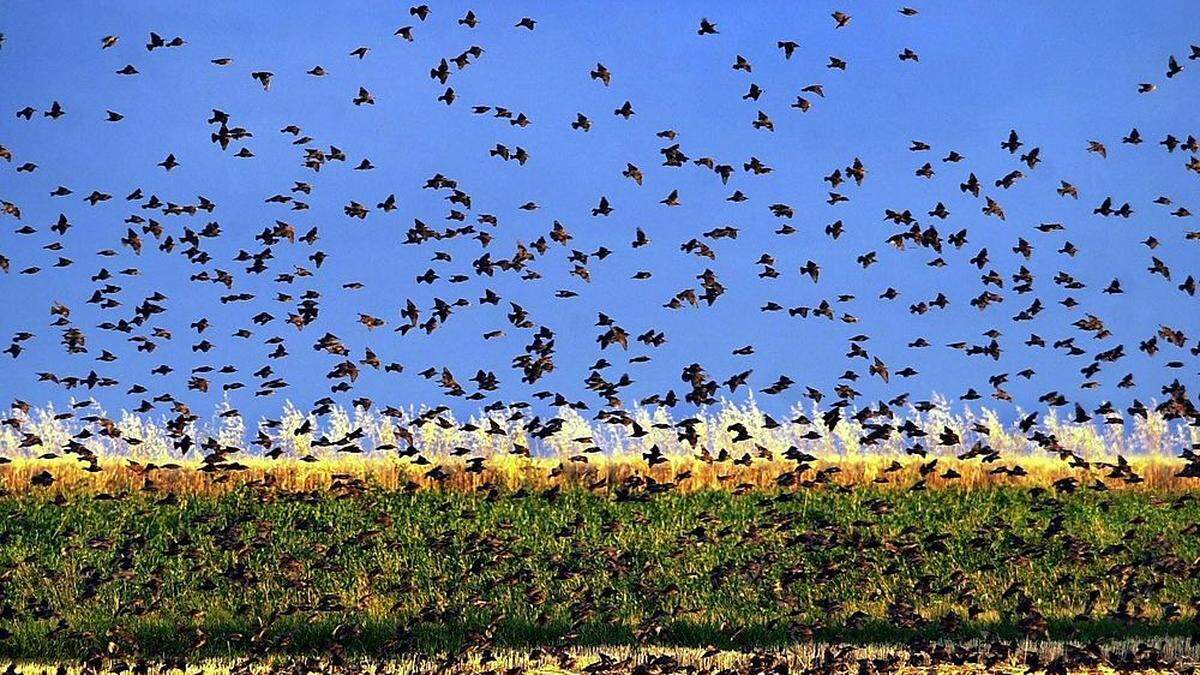 Stare - der Feind der Weinbauern