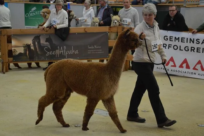 Alpakazüchter aus Deutschland, Italien und Österreich hatten in der Rinderzuchthalle Traboch die Möglichkeit ihre Vorzeigetiere ins Rampenlicht zu rücken.