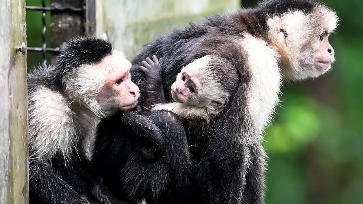 Justin Bieber-Affe Mally ist Vater geworden