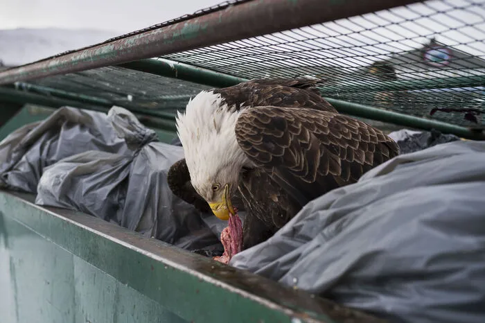 In der Kategorie "Natur" holte sich das Bild "Dumpster Diver" von Corey Arnold den ersten Platz. Es zeigt einen Adler, der im Müllcontainer vor einem Supermarkt in Dutch Harbor (Alaska) nach Futter sucht.
