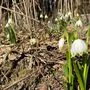 Die Frühlingsknotenblumen im Mühlwald haben schon ihren Platz eingenommen