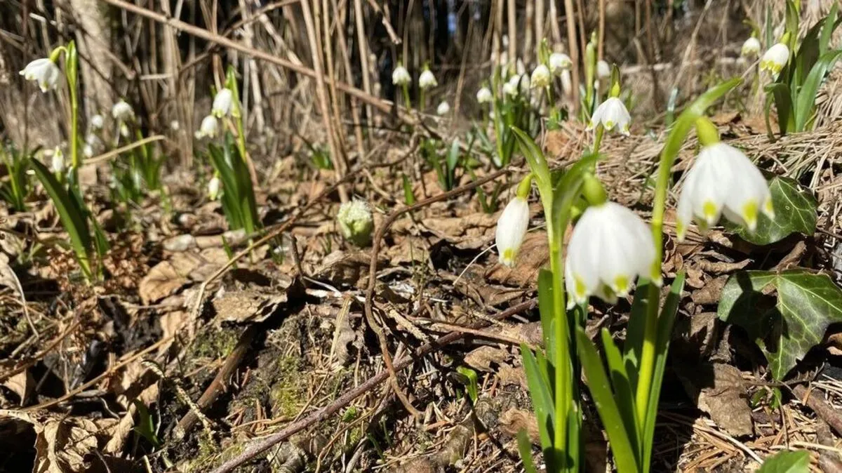 Die Frühlingsknotenblumen im Mühlwald haben schon ihren Platz eingenommen