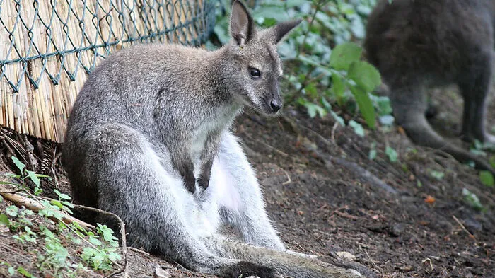 Für ein in Niederösterreich weggelaufenes Känguru gab es danach einen neuen Platz