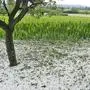 Hagel zerstörte heuer schon mehrere Tausend Hektar Agrarflächen