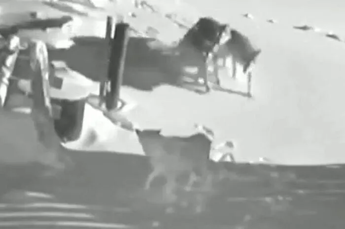 In der Steiermark kursiert ein Video, das zeigt, wie sechs Wölfe zwei Hunde attackieren und töten. Jägerschaft, Berg- und Naturwacht sowie die Polizei glauben nicht, dass es, wie von manchen Verbreitern behauptet, am Gaberl aufgenommen wurde. Kürzlich aber wurden dort zwei Kälber getötet.