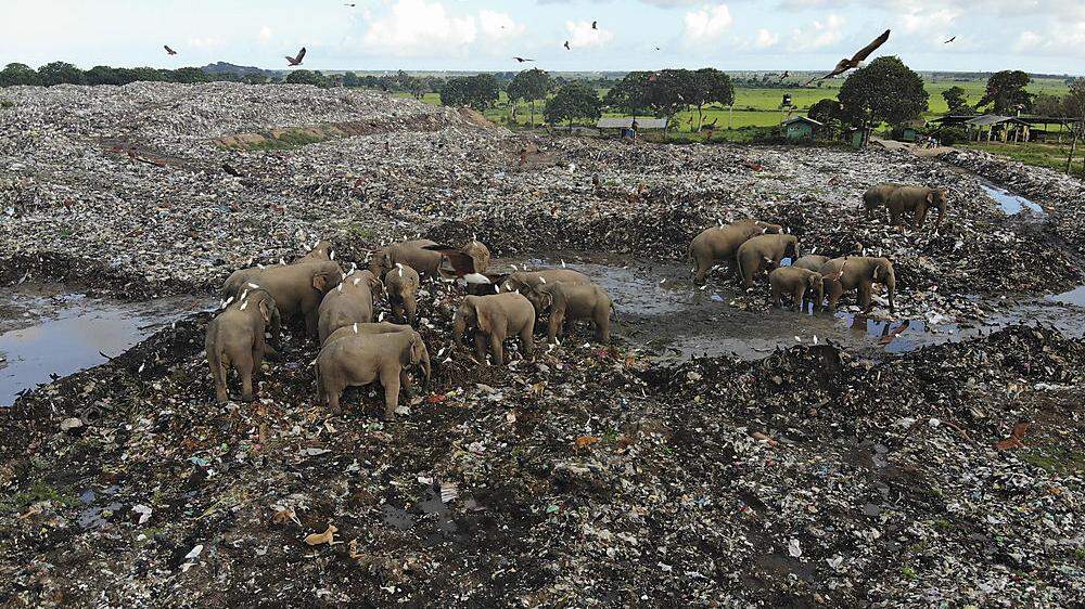 Auf der Suche nach Futter haben Elefanten eine Mülldeponie gefunden 