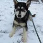 Husky Asgard ist jetzt am Tierschutzhof Pfotenhilfe in Sicherheit