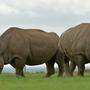 Der Tierschutzorganisation Save the Rhino zufolge leben in Botswana noch 500 Nashörner