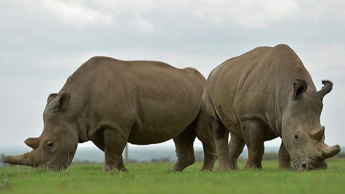 Der Tierschutzorganisation Save the Rhino zufolge leben in Botswana noch 500 Nashörner