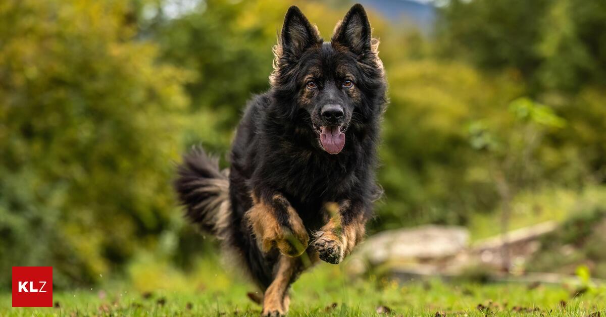 Besitzer-vor-Gericht-Freilaufender-Hund-st-rzte-Frau-in-den-Bach