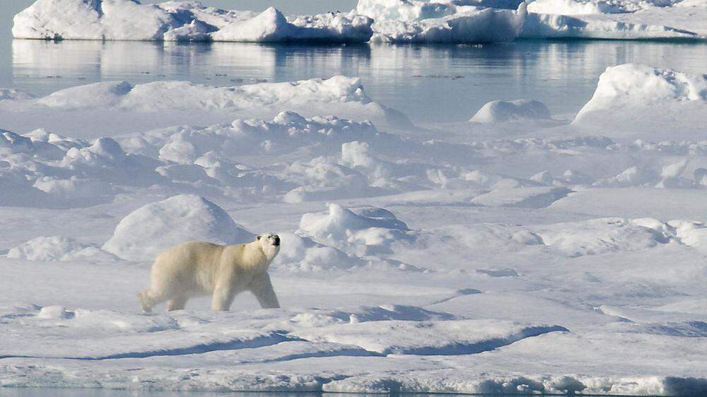  Ananow konnte sich auf eine Eisscholle retten und sah nach eigenen Angaben auch Eisbären - Sujetbild