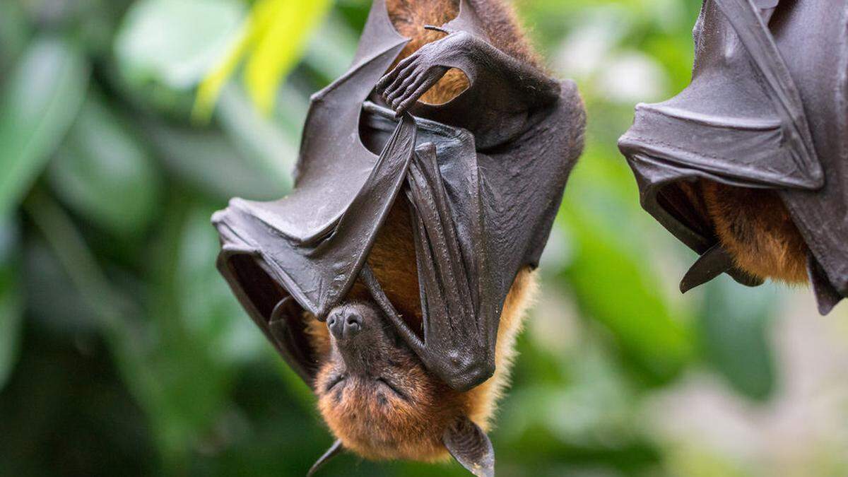 Die Feuerwehr Fehring rettete eine Fledermaus