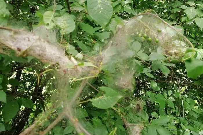 Wiederum das falsche Nest.